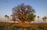 Seba - Baobab-2